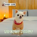 처음처럼 펜션 | 담양 애견동반펜션 추천 구르미펜션 천둥이방 스파 후기