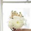 bouquet 이미지