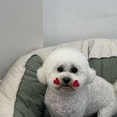 소중하개 이미지