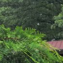 소금꽃정원 이미지