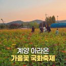 아라천 | 추석에 가볼만한 곳 계양 아라온 가을꽃 국화축제