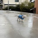 302 미노 | 강릉 2박3일 가족여행 1일차_하월당 웨이팅/솔직 후기, 302미노 숙소(애견 동반 숙소)