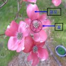 조경수 재배 : 미국산딸나무 루브라(Rubra) 품종 이미지