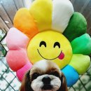 펫살롱 귀요미 이미지