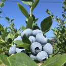 하늘닿은농장 이미지