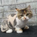 블링블링펫 이미지