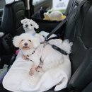 숙희네 개집 이미지