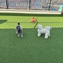 둔포애견 이미지