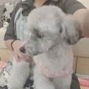 디디애견미용 이미지