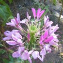 평촌고등학교 이미지