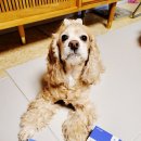 딜라잇펫 이미지