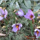 Crocus sativus(사프란크로커스) 이미지