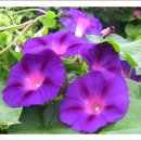 행복속에서 이미지