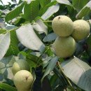 호두나무 이미지