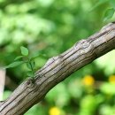 달콤한 나무 이미지