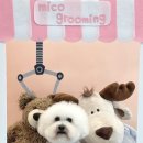 미코 그루밍 이미지