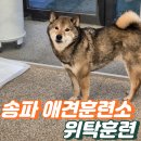 이누솔루션 | [송파 강아지 훈련소] 힘으로 안 되는 시바이누 교육, 전문가의 도움이 필요한 이유