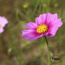 양곡리 공중화장실 | 괴산 문광저수지 가을 단풍 명소l 은행나무길 산책코스 정리!