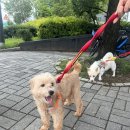 룰루랄라 이미지