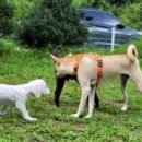 앤드퍼피 이미지