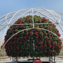 북천종합정비3급 | 태안세계튤립꽃박람회 주차 앉을곳 4월중순 풍경 2026태안튤립축제