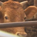 소격리농장 이미지