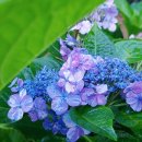 써니데이즈 이미지