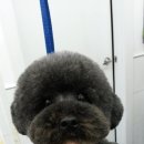 그루밍 캐나다 이미지