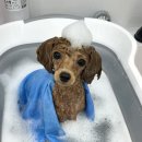 올치유치원 이미지