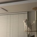 pet39너 9197 | AZD0486 Cycle #18 #19/ 면역글로불린 투약/ MJ절, 아웅절