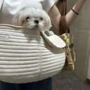 말티즈하우스 이미지