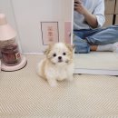 강아지분양 애견분양 꽃강아지 광진점 네이버블로그
