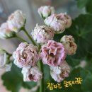 잠자는 숲속의 공주 네이버블로그