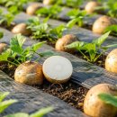 풍년농약 식물병원 | 히카마 파종시기 놓치면 후회! 5월 전 꼭 심어야 하는 이유