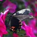 꽃과 나비 이미지