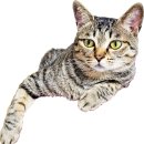 강아지집 이미지