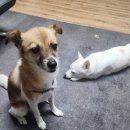 도기냐미 | 입냄새견 도기더스테이 ‘고미’의 프로베티 덴티프리미엄 사용후기 (짜장이 공동구매)