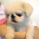 토토페키 이미지