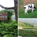 아침에 신선목장 이미지