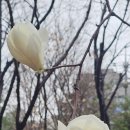 흰등 이미지