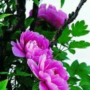 모란이피기까지 이미지