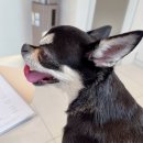 친구가 될 동물병원 | 내과동물병원 루미나 :: 강아지 심장병 B1 건강검진 동물병원 추천