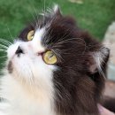 터미널 공중화장실 | 인천 영흥도 주말 브레이크 타임 없는 고양이역 카페 후기