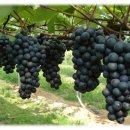 과일방 - 논산시 계백로 791 | 과일방