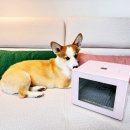 반려견 수제 간식 만들기 | 강아지 식품건조기 단미 반려견 수제간식 만들기
