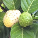 노니 필라테스 이미지