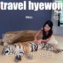 호랑이 | 파타야 아이들과가기좋은 타이거파크 자이언트호랑이후기