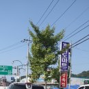 8.15 주유소 네이버블로그