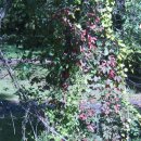 호프마을 이미지