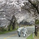 송광사&벚꽃길 이미지